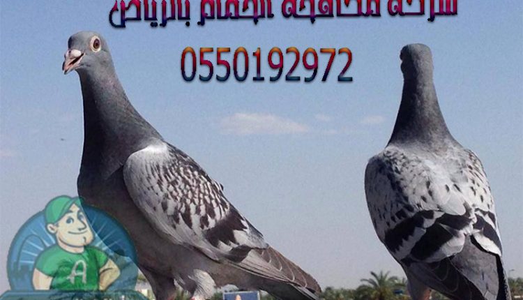 شركة مكافحة الحمام بالرياض3